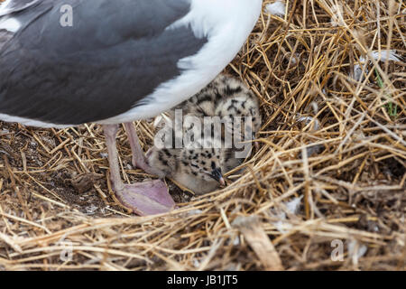 Baby-Möwen auf Anacapa Island am Channel-Islands-Nationalpark im Süden Kaliforniens. Stockfoto