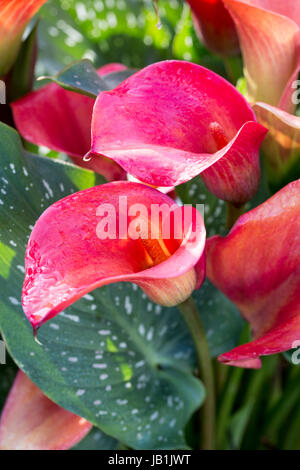 Zantedeschia "Red Sox" Stockfoto