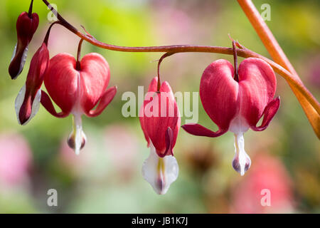 Dicentra "Valentine" Stockfoto