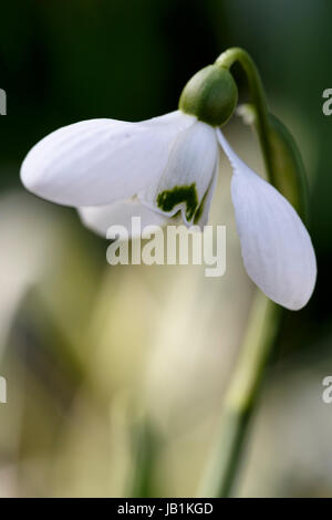 Galanthus "Little Dorrit" Stockfoto