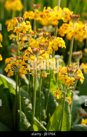 Primula Bulleyana, Kandelaber Primula Stockfoto