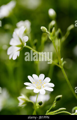 Größere Stitchwort, Stellaria holostea Stockfoto