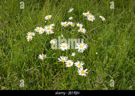 Oxeye Daisy wächst auf Hügel in Devon, England Stockfoto