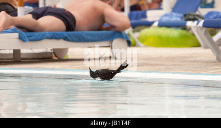 Kubanische blackbird in Cayo Coco Kuba Stockfoto