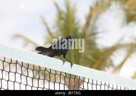 Kubanische blackbird in Cayo Coco Kuba Stockfoto