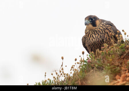 Juvenile Wanderfalke (Falco Peregrinus) thront mit Pflanzen vor Stockfoto