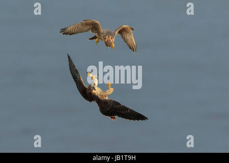 Zwei Jugendliche Wanderfalke (Falco Peregrinus) fliegen über dem Meer, spielen bei der Jagd Stockfoto