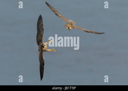 Zwei Jugendliche Wanderfalke (Falco Peregrinus) fliegen über dem Meer, spielen bei der Jagd Stockfoto