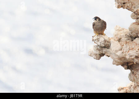 Juvenile Wanderfalke (Falco Peregrinus) aufrufen und thront auf Felsen Klippen mit Meer im Hintergrund Stockfoto