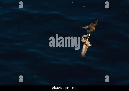 Zwei Brüder Wanderfalke (Falco Peregrinus) im Flug, bestreiten eine rasche, gejagt von einem von ihnen Stockfoto