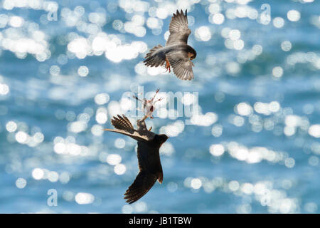 Männliche Wanderfalke (Falco Peregrinus) Bereitstellung von Nahrung für das Weibchen im Flug. Vierte Bild aus einer Folge von vier Stockfoto