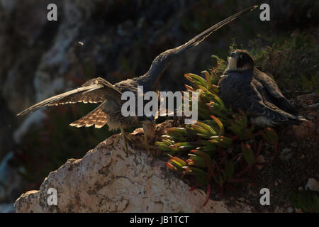 Zwei Brüder Wanderfalke (Falco Peregrinus) ruht auf den Felsen, man versucht seine Flügel Stockfoto