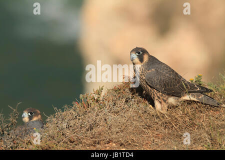 Zwei Brüder Wanderfalke (Falco Peregrinus) ruht auf der Spitze einer Klippe Stockfoto