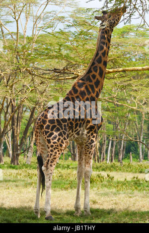 Rothschild-Giraffen (Giraffa Plancius Rothschild) und ein Warzenschwein am Lake Nakuru, Kenia.  Die Rothschild-Giraffe ist die zweite am meisten bedrohten Spec Stockfoto