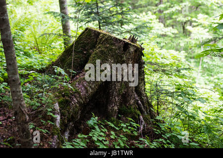 eine alte stumpf in der bergigen Feuchtwald am frühen Morgen im Wald Stockfoto