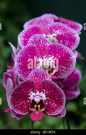 Lila Orchideen im Nebelwald Gewächshaus in Gardens by the Bay-Singapur Stockfoto