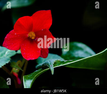 Rote Blume im Nebelwald, Gardens by the Bay-Singapur Stockfoto