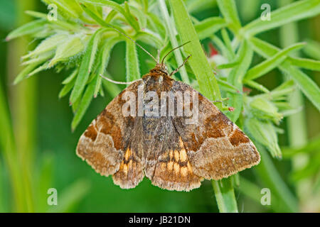 Burnet Begleiter (Euclidia Glyphica) Stockfoto