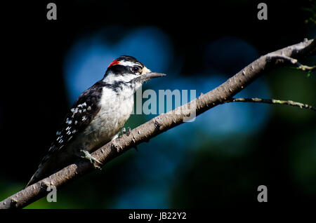 Dunenspecht thront auf einem Ast Stockfoto
