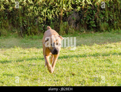 Eine junge, schöne graue mittelgroße Cane Corso-Hund mit unbeschnittenen Ohren zu Fuß auf dem Rasen. Die italienische Dogge ist ein kräftig gebaut Tier mit großer Intelligenz und eine Bereitschaft zu gefallen. Stockfoto