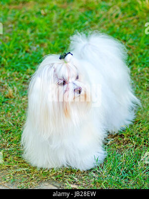 Blick auf eine kleine, zeigen junge und schöne Malteser Hund mit langen weißen Mantel stehen auf dem Rasen. Malteser haben seidiges Haar und sind hypoallergen. Stockfoto