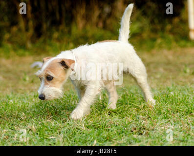 Eine kleine weiße und Tan rau beschichtet Jack Russell Terrier Hund laufen und riechen den Rasen suchen glücklich. Es ist bekannt für zuversichtlich, sehr intelligent und treu, und Blick auf das Leben als ein großes Abenteuer. Stockfoto