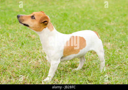 Eine kleine weiße und tan glatt beschichtet Jack Russell Terrier Hund zu Fuß auf dem Rasen, auf der Suche sehr zufrieden. Es ist bekannt für zuversichtlich, sehr intelligent und treu, und Blick auf das Leben als ein großes Abenteuer. Stockfoto