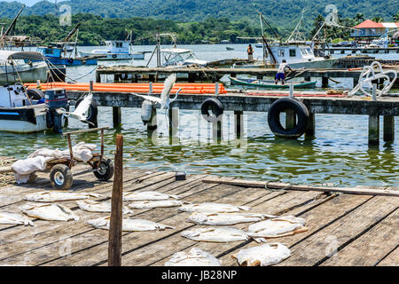 Livingston, Guatemala - 31. August 2016: Reiher fliegen über das Trocknen von Fisch als Fischer auf Yachten in der Karibik Stadt arbeiten Stockfoto