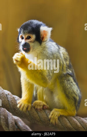 Eichhörnchen oder Schädel Affe sitzt auf Seil Stockfoto