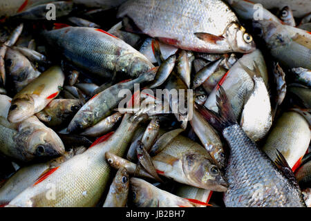 Ein Bild von einigen der Fang von Fischen test Stockfoto