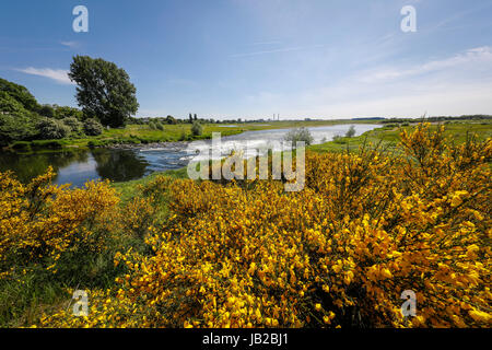 Lippe, renaturiert Auenlandschaft in der Nähe der Mündung des Flusses in den Rhein, Ginster Strauch mit gelben Blüten, Wesel, Niederrhein, Nordrhein-Westphal Stockfoto
