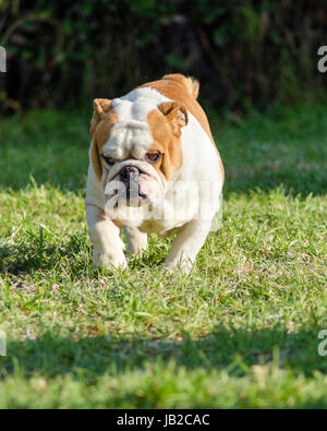 Eine kleine, jung, schön, braune und weiße englische Bulldogge laufen auf dem Rasen suchen, verspielt und fröhlich. Der Bulldog ist ein muskulöser, schwerer Hund mit einem faltigen Gesicht und eine markante Nase geschoben-in. Stockfoto