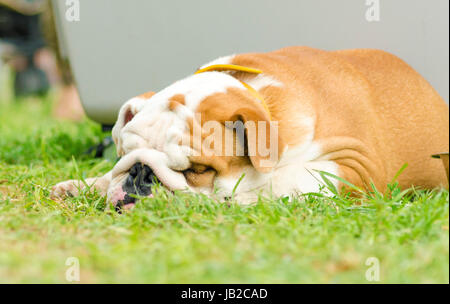 Eine kleine, jung, schön, braune und weiße englische Bulldogge liegend auf der Wiese schlafen suchen, sehr friedlich, faul und müde Stockfoto