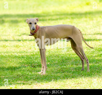 Eine kleine beige - braunen italienisches Windspiel Hund auf dem Rasen stehen. Graue Hunde sind sehr dünn und haben eine schlanke Struktur, wodurch sie sehr zerbrechlich aussehen. Stockfoto