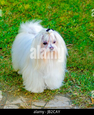 Blick auf eine kleine, zeigen junge und schöne Malteser Hund mit langen weißen Mantel stehen auf dem Rasen. Malteser haben seidiges Haar und sind hypoallergen. Stockfoto