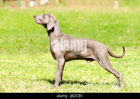 Eine junge, schöne, Silber blau graue Weimaraner Hund stehend auf dem Rasen mit keine kupierte Rute. Grey Ghost ist eine Jagdhund Waffe ursprünglich für Königtum und Adel gezüchtet. Stockfoto