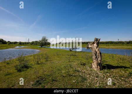 Lippe, renaturierten Auenlandschaft in der Nähe der Mündung des Flusses in den Rhein, Wesel, Niederrhein, Nordrhein-Westfalen, Deutschland, Europa, Lippe, renat Stockfoto