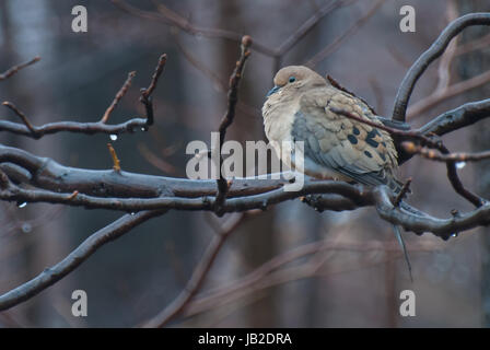 Mourning Dove thront im Regen Stockfoto