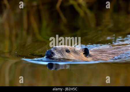 Nahaufnahme eines wilden Bibers (Castor canadensis), der durch das ruhige Wasser seines Teiches schwimmt Stockfoto