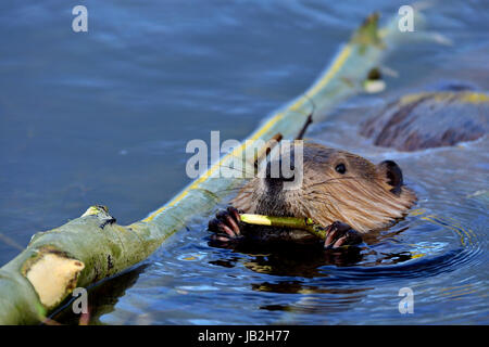 Ein wilder Biber (Castor Canadensis) Fütterung auf eine Espe Zweig, den er, aus dem größeren Baum geschnitten ist, wie er in dem ruhigen Wasser der seine Biber Teich schwimmt. Stockfoto