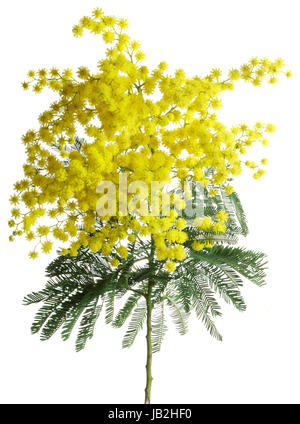 Zweig der Silber-Akazie Isolated on White Background Stockfoto
