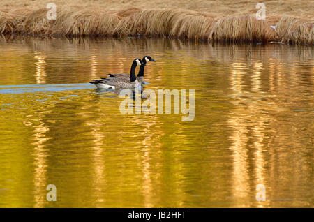 Ein paar Kanadagänse Schwimmen im goldenen farbigen Wasser von Maxwell Lake in Hinton Alberta Kanada Stockfoto