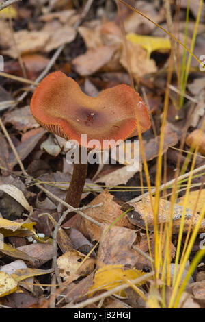 Giftpilz im Herbst Holz und braune Blätter Stockfoto