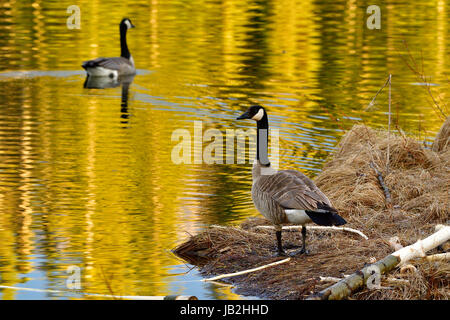 Kanada-Gans am Ufer Uhren sein Kumpel durch die goldenen gefärbtem Wasser von Maxwell Lake in Hinton Alberta Kanada schwimmen. Stockfoto