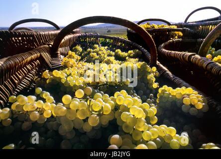 CHARDONNAY TRAUBENERNTE BURGUNDERKÖRBE Grand Cru Weißweintrauben im Weinberg von Louis Latour Hill in Corton. Aloxe-Corton, Côte d'Or, Frankreich Stockfoto