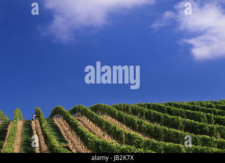 Wein Arbeiter Überprüfung Qualität und Reife der Trauben im Weinberg vor der Ernte in klaren open-Skies Magny-Lès-Villers, Côte d ' or, Ostfrankreich Stockfoto