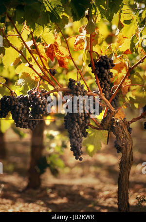 Merlot Bordeaux Reifen Trauben, die von spätem Sonnenschein beleuchtet werden, im Weinberg von Vieux Château Certan, der auf die bevorstehende Ernte wartet Pomerol, Gironde, Frankreich. Bordeaux Stockfoto