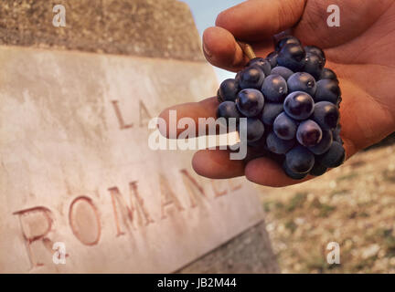 La Romanée Wein Arbeiter halten Bündel von Grand Cru Pinot Noir Trauben in renommierten feinen roten Wein La Romanée Weinberg in Côte de Nuits Burgund Frankreich Stockfoto