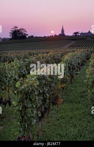 SAINT EMILION Town Sonnenuntergang über Weinbergen mit reifen merlot-Trauben Château Troplong Mondot Kirchturm von St-Émilion dahinter, Gironde, Frankreich. Bordeaux Stockfoto