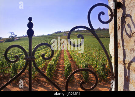 LE MONTRACHET Weinberg verzierten Eingangsfassade der Bouchard Père et Fils in renommierten "Le Montrachet" Weinberg, Puligny-Montrachet, Côte d ' or, Frankreich. Stockfoto